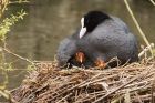 coot_160416h.jpg