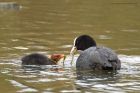 coot_160416j.jpg