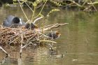 Filename=coot_160416l.jpg
Filesize=445KB
Dimensions=1200x800
Date added=Nov 30, 2016 coot_160416l.jpg