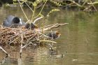 coot_160416l.jpg