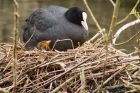 coot_160416m.jpg