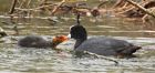 coot_160416n.jpg