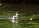 coot_160509a.jpg