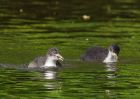Filename=coot_160509b.jpg
Filesize=166KB
Dimensions=800x571
Date added=May 17, 2009 coot_160509b.jpg