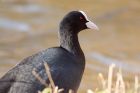 coot_161108b.jpg