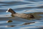 coot_180308a.jpg