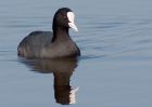 coot_180309a.jpg