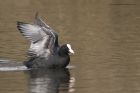 coot_210315d.jpg