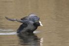 coot_210315e.jpg