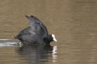 coot_210315f.jpg