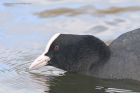 coot_210315k.jpg