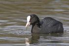 coot_210315l.jpg