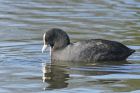 coot_210315p.jpg