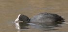 coot_210315q.jpg