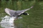 coot_210511a.jpg