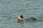 coot_220513b.jpg