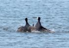 coot_250209a.jpg