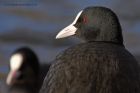 coot_260113b.jpg