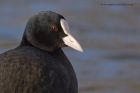 coot_260113d.jpg