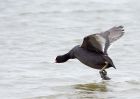 coot_270209a.jpg