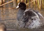 coot_270309a.jpg