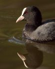 coot_270908a.jpg