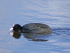 coot_2903a.jpg