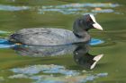 coot_SP_190518a.jpg