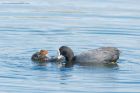 coot_mm_010518a.jpg