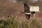 cormorant_010113b.jpg