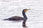 cormorant_011012j.jpg