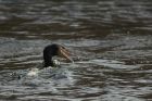 cormorant_030114b.jpg