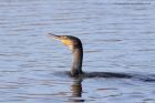 cormorant_030211c.jpg