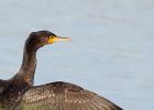 Filename=cormorant_051009a.jpg
Filesize=199KB
Dimensions=800x572
Date added=Oct 05, 2009 cormorant_051009a.jpg