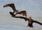 Filename=cormorant_051009b.jpg
Filesize=203KB
Dimensions=1000x714
Date added=Oct 05, 2009 cormorant_051009b.jpg