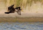 Filename=cormorant_051009g.jpg
Filesize=201KB
Dimensions=1000x714
Date added=Oct 05, 2009 cormorant_051009g.jpg