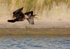 cormorant_051009g.jpg