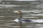 cormorant_070215a.jpg