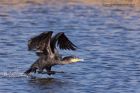 cormorant_070311b.jpg