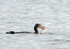 cormorant_081109j.jpg