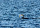 cormorant_100209a.jpg