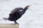 cormorant_100911a.jpg