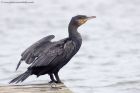 cormorant_100911e.jpg