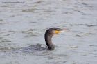 cormorant_100911f.jpg