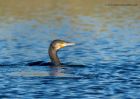 cormorant_101110a.jpg