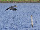 cormorant_1208h.jpg