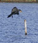 cormorant_1208i.jpg