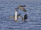 Filename=cormorant_1208r.jpg
Filesize=182KB
Dimensions=800x605
Date added=Nov 10, 2008 cormorant_1208r.jpg