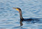 cormorant_121009b.jpg