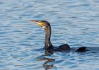 cormorant_121009d.jpg